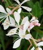 6 x Gaura lindh. 'Whirling Butterflies'( oenothera li - Náhled obrázku produktu 2