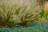 Stauden Gänge 1 x Calamagrostis brachytricha im 1 Liter Produktbild-Vorschau 4