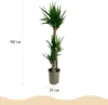 Green boutiQ - Zimmerpflanze - Yucca elephantipes - Yucca - Produktbild-Vorschau 3
