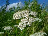 SAFLAX  - Achillée millefeuille - 200 graines - Achillea Voir les images du produit 4