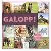 Galopp! – Das Pferde-Merk- und Konzentrationsspiel für Produktbild-Vorschau 1