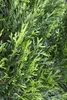 Thuja occidentalis 'Smaragd', Lebensbaum, immergrün, 60–80 Produktbild-Vorschau 7