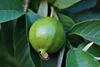 Ponthier GUAVE PÜREE Zitrus-Frucht-Püree 1KG Produktbild-Vorschau 5