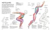 Schwimmen - Die Anatomie verstehen Produktbild-Vorschau 8