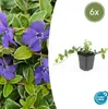 kleinbladig wintergroen Vinca minor 'Ralph Shugert' 10-25cm Productafbeelding-voorbeeld 2