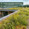 Rasensamen Kiepenkerl DSV 630 Dachbegrünung III Kräutermix Produktbild-Vorschau 6