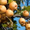 Pyrus pyrifolia 'Shinko', japonská hruška nashi, 5-litrový Náhľad obrázku produktu 2