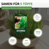 Katzengras  Samen - Avena sativa und Lolium perenne - Produktbild-Vorschau 3