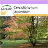 SAFLAX - perníkový stromček - Cercidiphyllum japonicum - Náhľad obrázku produktu 8