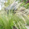 Plants by Frank | 60 Federgras Pflanzen | Stipa Tenuissima Produktbild-Vorschau 3