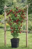Tayberry Rubus Himbeere-Brombeere Kreuzung 60–70 cm – Produktbild-Vorschau 3