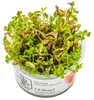 Aquarium Pflanze Rotala rotundifolia 'Blood Red' Tropica Produktbild-Vorschau 2