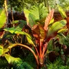 Green boutiQ - Plante fruitière - Bananiers - Ensete Voir les images du produit 5
