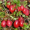 Cranberry Kranichbeere Moosbeere Moorpflanze großfrüchtige Produktbild-Vorschau 3