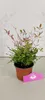 Lot de 2 bambous célestes – Nandina domestica « Twilight » Voir les images du produit 4