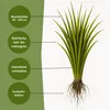 Bestellartikel Quecke (Kammquecke), Agropyron cristatum, Produktbild-Vorschau 2