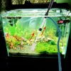 Aspiratore acquario elettrico a batteria, sifone per Anteprima dell’immagine prodotto 7