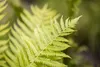 Dryopteris affinis, Goldschuppenfarn, ca. 9x9 cm Topf Produktbild-Vorschau 1