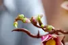 Äste mit Magonolien Blüten Produktbild-Vorschau 20