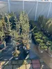 Cedrus libani Glauca Blaue Libanon-Zeder 100–120 cm Produktbild-Vorschau 6