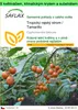 SAFLAX Garden to go - Tropický rajský strom / Tamarillo - Náhled obrázku produktu 1