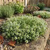 6x Thymus praecox Albiflorus P9 H20 Produktbild-Vorschau 2