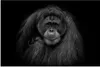MuchoWow® Poster Orang-Utan-Profil in Schwarz und Weiß Produktbild-Vorschau 1