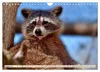 Waschbär - Niedlicher Allesfresser (Wandkalender 2027 DIN Produktbild-Vorschau 10