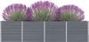 A raised garden bed with three purple flowering plants. Produktbild-Vorschau