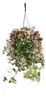 Zimmerpflanze zum Hängen Tradescantia quadricolor Produktbild-Vorschau 2
