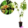 A young chestnut tree in a pot, with a close-up inset of chestnuts on a branch. Náhľad obrázku produktu