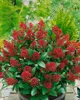 Skimmia japonica 'Rubella', immergrün, rote Knospen, 25–30 Produktbild-Vorschau 12