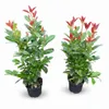 10x Kirschlorbeer On Fire 60-80 cm  - Roter Austrieb - Produktbild-Vorschau 4