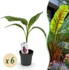 GreenboutiQ - Obstpflanze - Bananenpflanze - Musa Produktbild-Vorschau 1