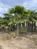 Palme Hanfpalme Trachycarpus Fortunei Gesamthöhe ca. 350 cm Produktbild-Vorschau 4