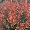 6 x Agastache hybr.  - Agastache hybrida 'Tangerine Dream'  Produktbild-Vorschau 2