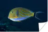 MuchoWow® Poster Fisch - Indonesien - Wasser 180x120 cm - Produktbild-Vorschau 1