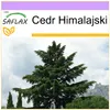 SAFLAX - Cedr Himalajski - 35 Nasiona - Cedrus deodara Podgląd zdjęcia produktu 10