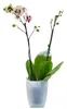 A potted orchid plant with white and purple flowers and green leaves, isolated on a white background. Produktbild-Vorschau
