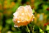SAFLAX  - Stockrosen - Mix - Alcea rosea - 100 Samen - Mit Produktbild-Vorschau 5