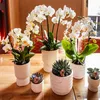 Kolibri Orchids – bílá orchidej Phalaenopsis „Lausanne“, Náhled obrázku produktu 14
