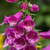 Bloomique - 3er Set - Digitalis Purpurea Gloxiniiflora - Produktbild-Vorschau 5