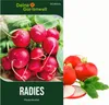 Radieschen Riesenbutter Samen - Raphanus sativus - Produktbild-Vorschau 1
