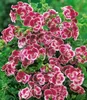 BALDUR Garten 3x Duft-Geranie 'Moskito-Schocker®', Pflanzen Produktbild-Vorschau 2