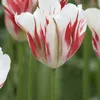 [ELIMINADO 2025] Tulipanes Flaming Spring Green (5 Vista previa de la imagen del producto 3
