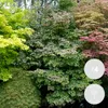 Bloomique - Lot de 4 - Acer palmatum - Orange Dream, Going Voir les images du produit 2