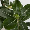 Wüstenrose - 2 Stk - Adenium obesum - Höhe 30-45cm - ⌀13cm Produktbild-Vorschau 4