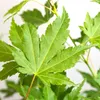 Japanischer Ahorn - Acer palmatum 'Going Green' - Höhe Produktbild-Vorschau 4
