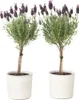 Two potted lavender plants with purple flowers and green foliage, set against a white background. Podgląd zdjęcia produktu