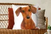 MuchoWow® Zierkissen Sofakissen Wohnzimmer Dekokissen 60x60 Produktbild-Vorschau 5